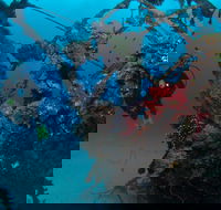 Severance Shipwreck Dive Site - New Castle Tourism
