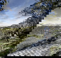 Snow Gums boardwalk - Newcastle Accommodation