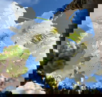 Tasmania Birchs Bay Cherries