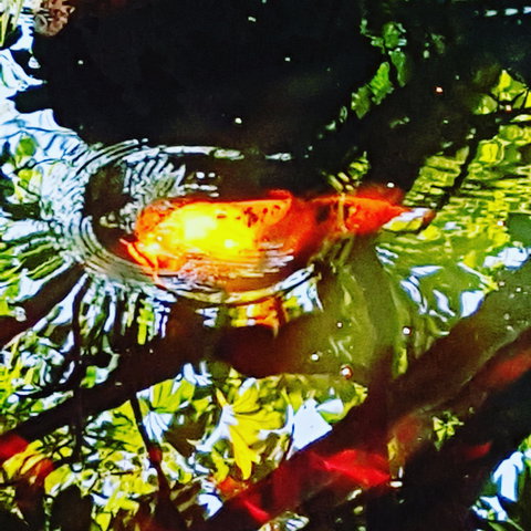 The Fernery At Diamond Waters - Newcastle Accommodation 2