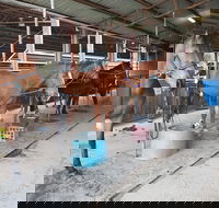 The Equine Club - New Castle Tourism