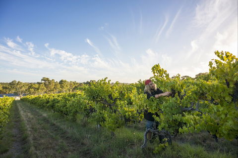 Mclaren Vale - Newcastle Accommodation 0
