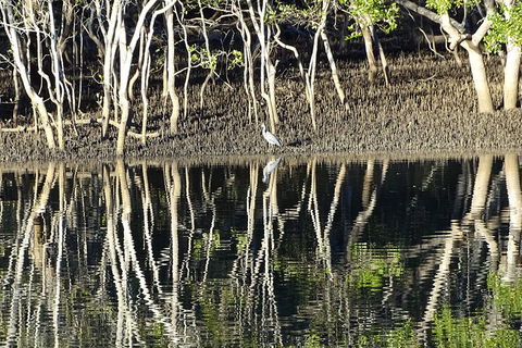 Sunset Eco Rainforest River Cruise - Newcastle Accommodation 3