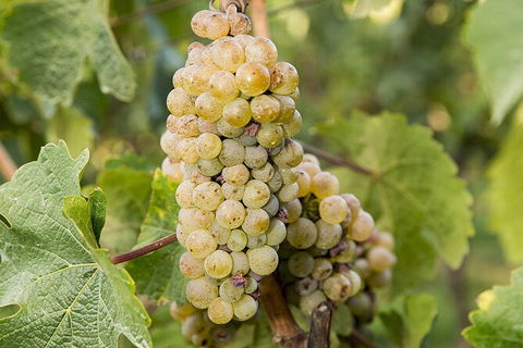 Bathurst Wine Trail Full-Day Private Tour With Tastings - New Castle Tourism 8