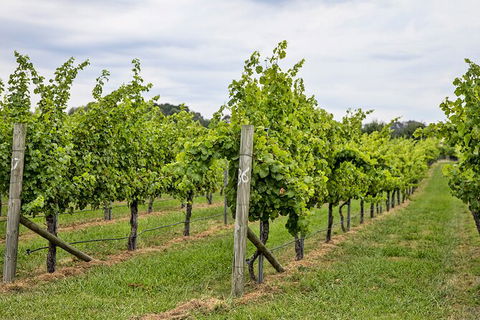 Bathurst Wine Trail Full-Day Private Tour With Tastings - New Castle Tourism 10