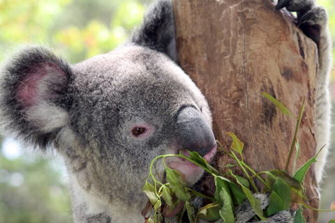 Private 10-hour Tour To Blue Mountains From Sydney - Hotel Pick Up & Drop Off - New Castle Tourism 2
