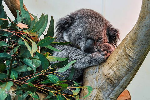Blue Mountains Highlights, Wildlife Park And Scenic World Full Day Private Tour - New Castle Tourism 1