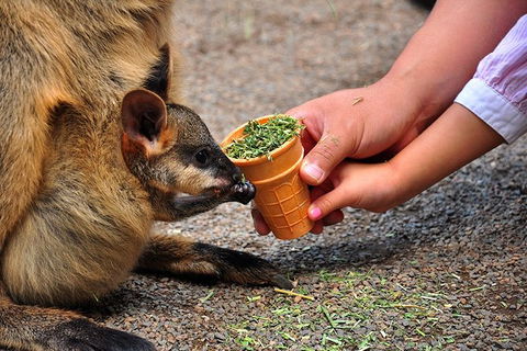 Blue Mountains Highlights, Wildlife Park And Scenic World Full Day Private Tour - New Castle Tourism 3