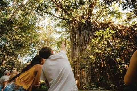 Atherton Tablelands Waterfalls And Rainforest Day Tour Departing Cairns - Newcastle Accommodation 1