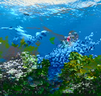 Full Day Snorkel In The Great Barrier Reef