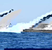 Noosa Whale Watching - Newcastle Accommodation