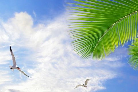 Airport Transfer - Mission Beach To Cairns Airport - New Castle Tourism 4