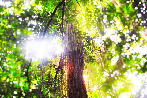 Airport Transfer - Mission Beach To Cairns Airport - New Castle Tourism 1