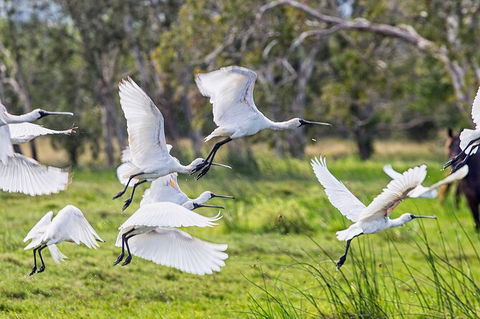 Reef, Wildlife & Rainforest - Reef & Beyond Guided Holidays - New Castle Tourism 1