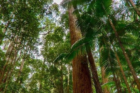 3-Day Fraser Island Hiking And 4WD Adventure From Hervey Bay - New Castle Tourism 1
