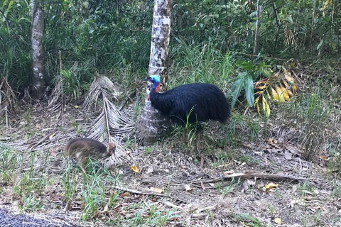 Daintree Luxury Limousine Tour - Full Day - Newcastle Accommodation 8