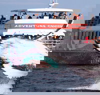 Half-Day Whale Watching in Urangan - Newcastle Accommodation