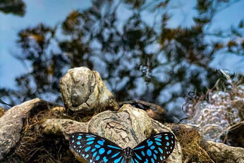 Chasing Waterfalls In The Whitsunday\'s Full Day Tour - Newcastle Accommodation 12