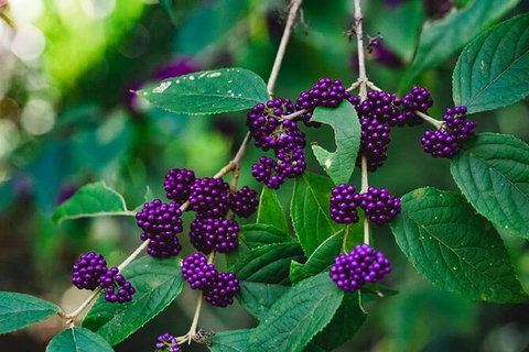 Chasing Waterfalls In The Whitsunday\'s Full Day Tour - Newcastle Accommodation 9