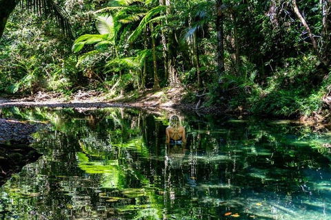 Port Douglas Daintree National Park Boutique Full-Day Tour - New Castle Tourism 4