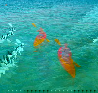 1 Hour Single or Double Kayak Rental to the Nth Bribie Island - Newcastle Accommodation