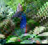 Guided Night Walk in Cape Tribulation - New Castle Tourism