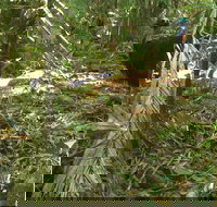 Small-Group Trekking Experience in Daintree National Park - New Castle Tourism