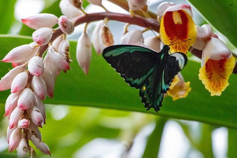 Australian Butterfly Sanctuary- Virtual Interactive Tour With Private Guide - Newcastle Accommodation 0