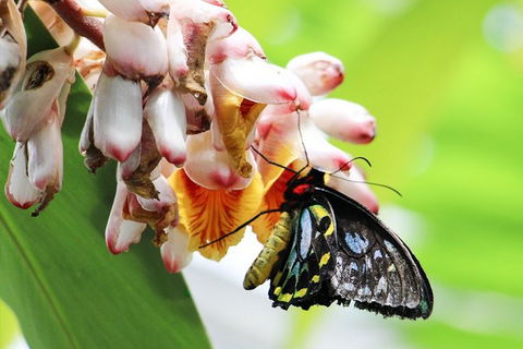 Australian Butterfly Sanctuary- Virtual Interactive Tour With Private Guide - Newcastle Accommodation 7