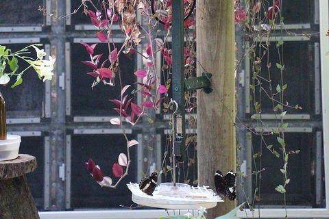 Australian Butterfly Sanctuary- Virtual Interactive Tour With Private Guide - Newcastle Accommodation 6