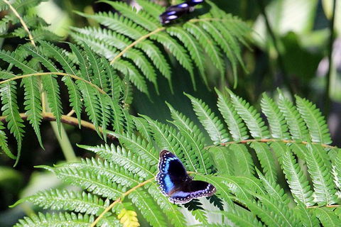 Australian Butterfly Sanctuary- Virtual Interactive Tour With Private Guide - Newcastle Accommodation 3