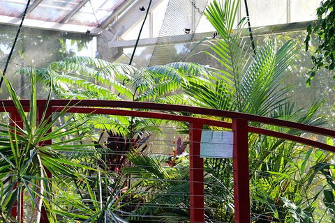 Australian Butterfly Sanctuary- Virtual Interactive Tour With Private Guide - Newcastle Accommodation 2