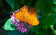 Australian Butterfly Sanctuary- Virtual Interactive Tour With Private Guide - thumb 1
