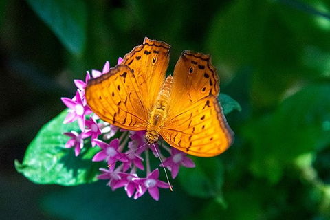 Australian Butterfly Sanctuary- Virtual Interactive Tour With Private Guide - Newcastle Accommodation 1