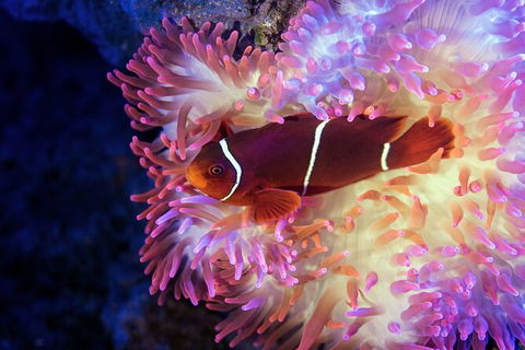 Cairns Aquarium By Twilight With 3 Course Dinner - New Castle Tourism 6