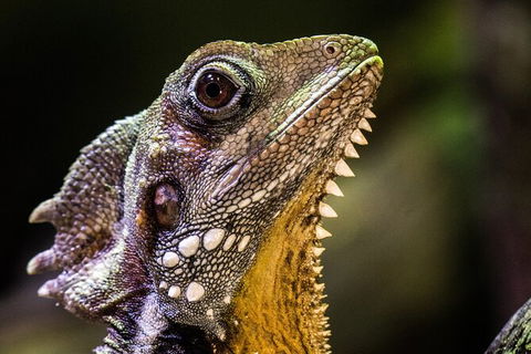 Cairns Aquarium By Twilight With 3 Course Dinner - New Castle Tourism 5