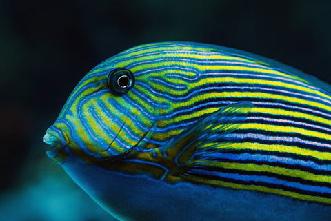 Cairns Aquarium By Twilight With 3 Course Dinner - New Castle Tourism 4