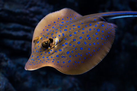 Cairns Aquarium By Twilight With 3 Course Dinner - New Castle Tourism 2