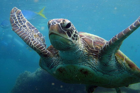 2 Night Whitsunday Islands Cruise On Atlantic Clipper From Airlie Beach - Newcastle Accommodation 6