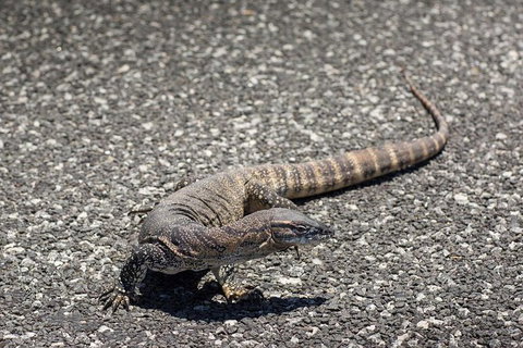 Coffin Bay Oysters, Ocean & Nature Tour - Newcastle Accommodation 5