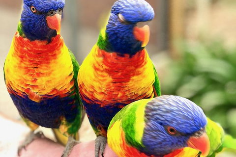 Coffin Bay Oysters, Ocean & Nature Tour - Newcastle Accommodation 1