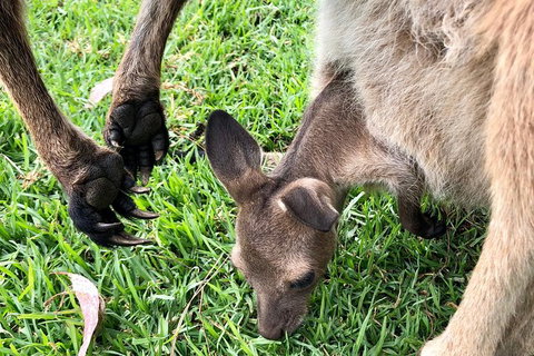 Coffin Bay Oysters, Ocean & Nature Tour - Newcastle Accommodation 10