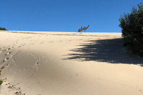 Coffin Bay Oysters, Ocean & Nature Tour - Newcastle Accommodation 4