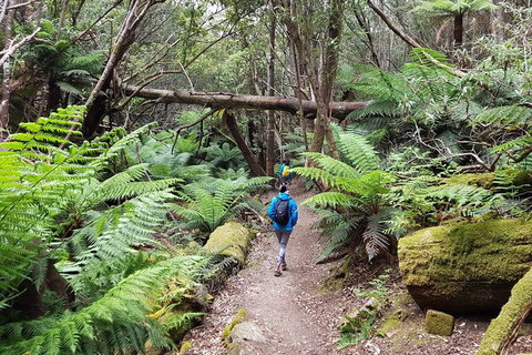 Mt. Wellington Morning Hike + Afternoon Beer & History Walk - New Castle Tourism 7