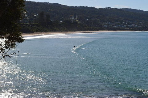 PRIVATE Great Ocean Road Tour And 12 Apostles With Wildlife Spotting - Newcastle Accommodation 6