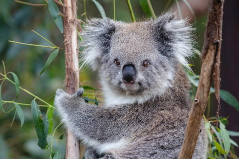 PRIVATE Great Ocean Road Tour And 12 Apostles With Wildlife Spotting - Newcastle Accommodation 7
