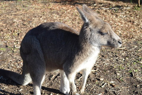 PRIVATE Great Ocean Road Tour And 12 Apostles With Wildlife Spotting - Newcastle Accommodation 2