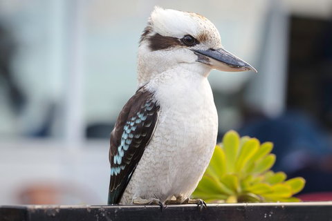PRIVATE Great Ocean Road Tour And 12 Apostles With Wildlife Spotting - Newcastle Accommodation 9