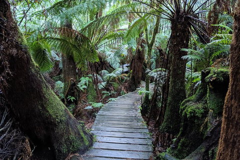PRIVATE Great Ocean Road Tour And 12 Apostles With Wildlife Spotting - Newcastle Accommodation 8