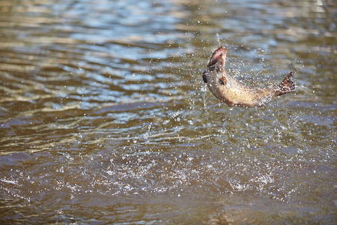 Skip The Line: Fishing Experience Ticket - Buxton Trout & Salmon - Newcastle Accommodation 1